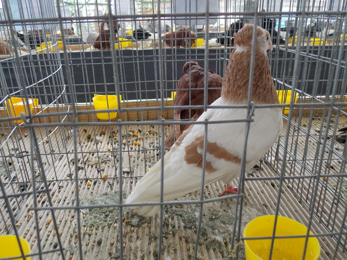 DSCN1263 - EXPO-2016-TARGU SECUIESC