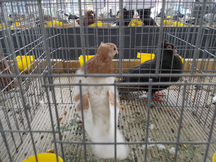 DSCN1264 - EXPO-2016-TARGU SECUIESC