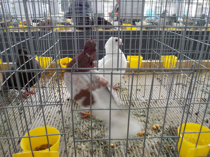 DSCN1265 - EXPO-2016-TARGU SECUIESC