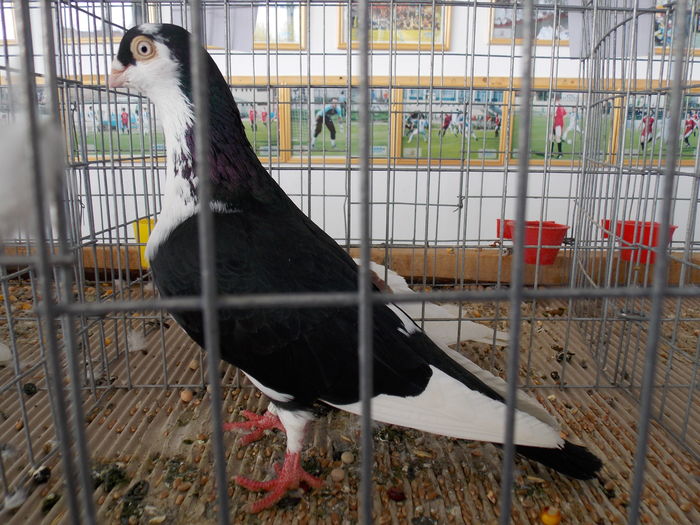 DSCN1273 - EXPO-2016-TARGU SECUIESC