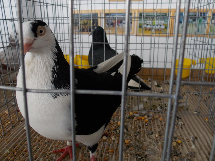 DSCN1275 - EXPO-2016-TARGU SECUIESC