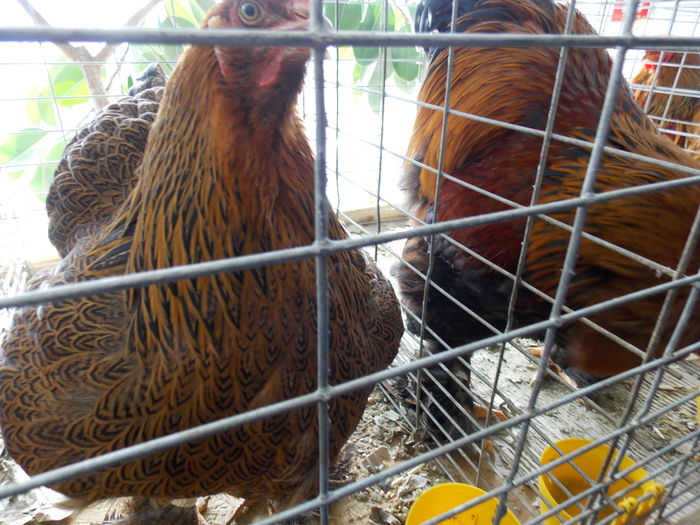 DSCN1341 - EXPO-2016-TARGU SECUIESC