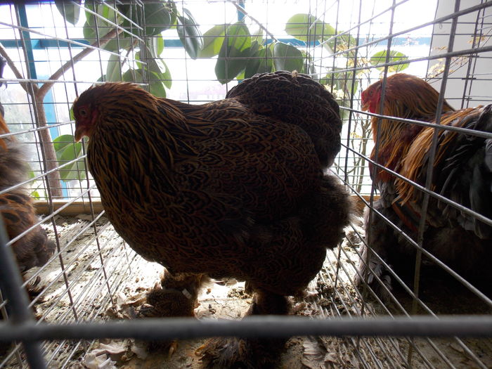 DSCN1342 - EXPO-2016-TARGU SECUIESC