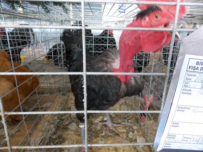 DSCN1343 - EXPO-2016-TARGU SECUIESC