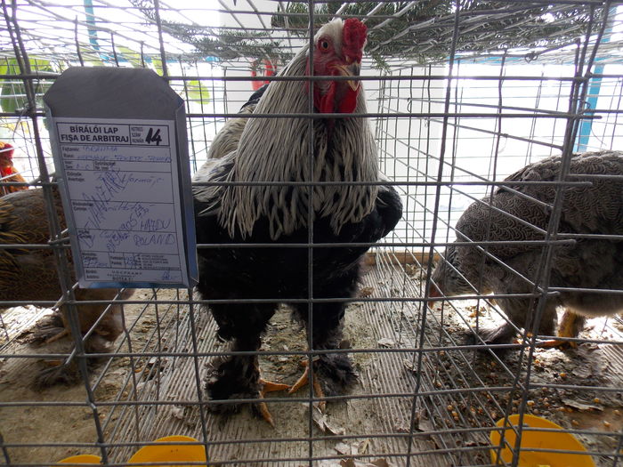 DSCN1344 - EXPO-2016-TARGU SECUIESC