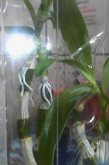 dendro alb - florile mele dragi