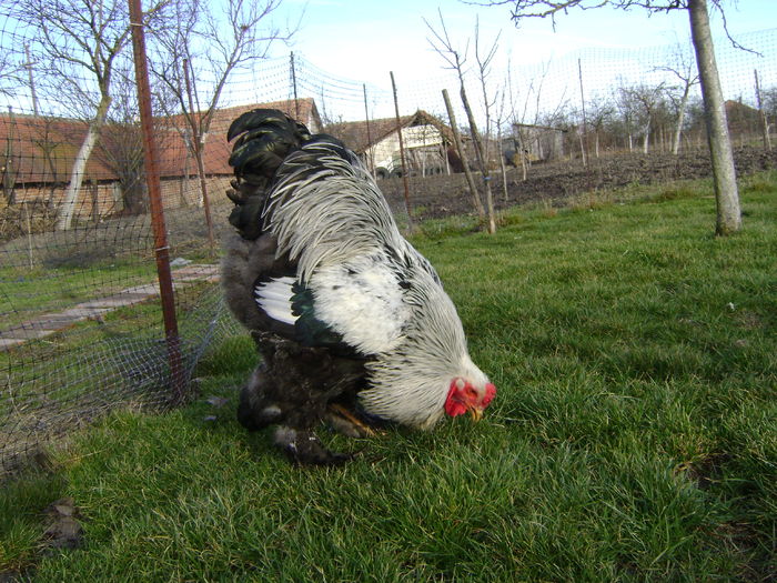 DSC04582 - 36-MATCA 2016