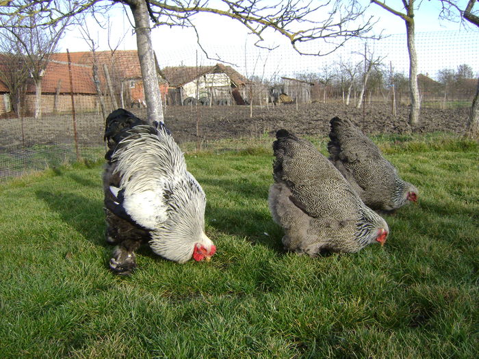 DSC04571 - 36-MATCA 2016