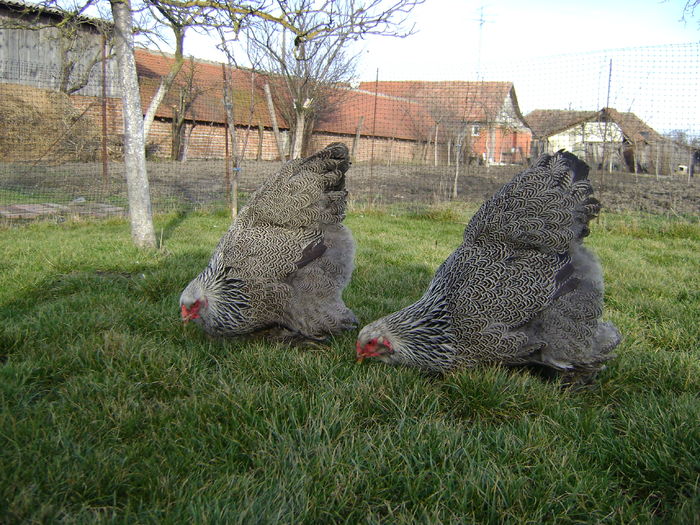 DSC04569 - 36-MATCA 2016