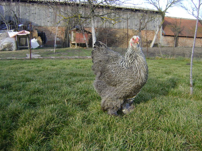 DSC04558 - 36-MATCA 2016