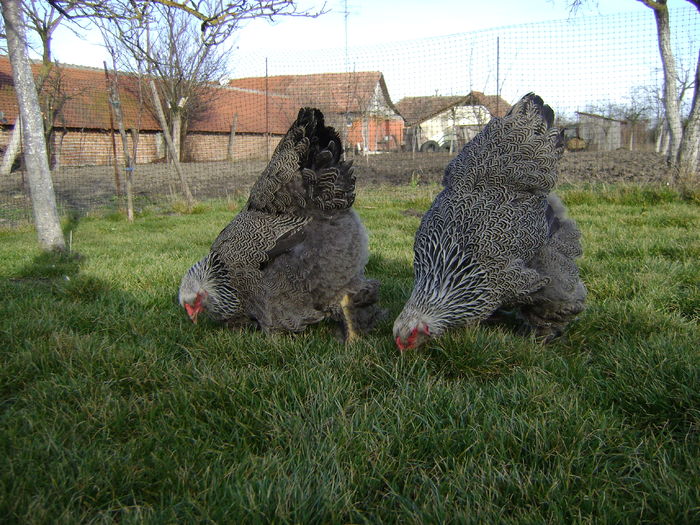 DSC04568 - 36-MATCA 2016