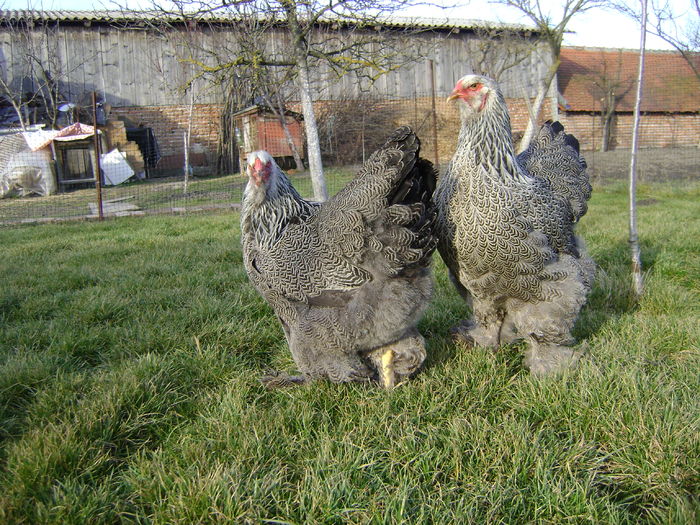 DSC04563 - 36-MATCA 2016