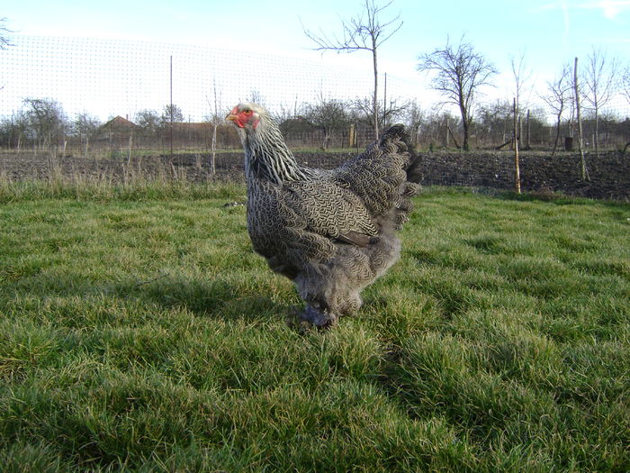 DSC04560 - 36-MATCA 2016