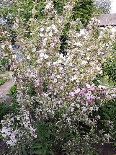 Picture 013; Weigela florida variegata
