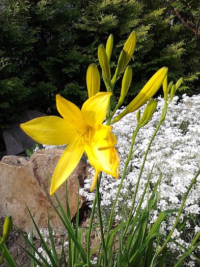 Picture 018; Hemerocallis
