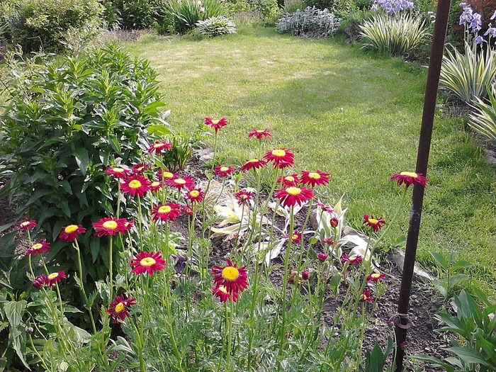 Picture 022; Tanacetum coccineum
