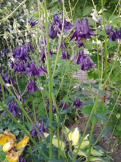 Picture 029; Aquilegia
