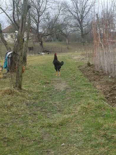 20160228_112419 - B COMBATANT MALAEZIAN-nu mai dețin