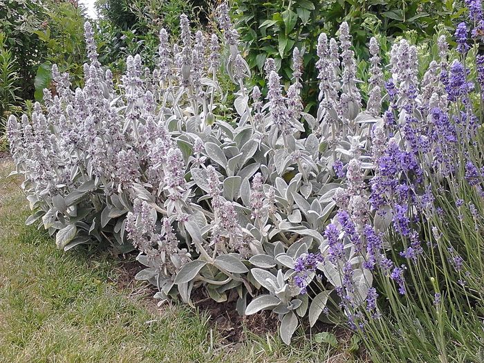 Picture 013; Stachys byzantina
