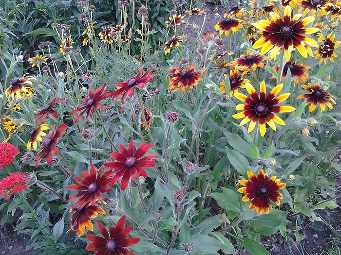 Picture 046; Rudbekia
