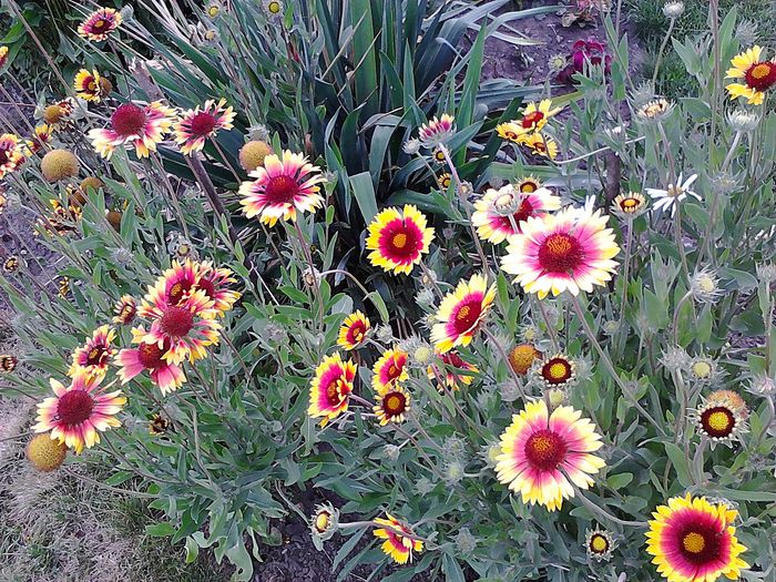 Picture 047; gaillardia aristata
