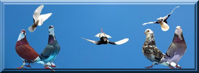 12801174_1137598329630347_4971281528173004515_n