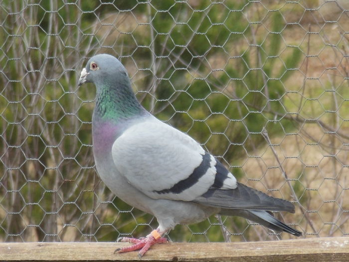 NL-04-5414926 VAN HETEREN