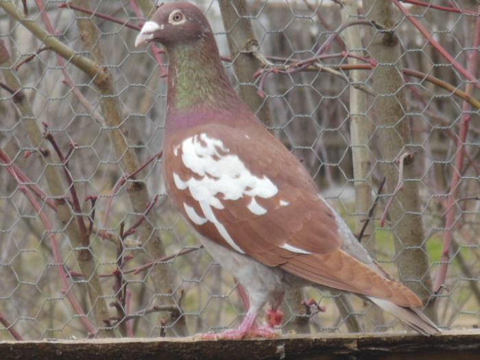 M 0708418 -13 frate cu loc 1