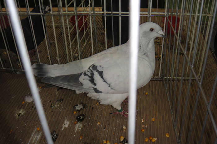 DSC01836