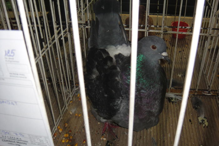 DSC01852