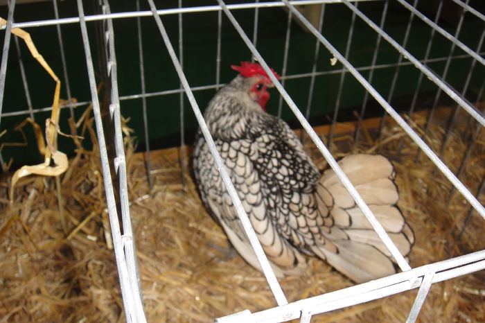 DSC01945 - Expo Beius 25-28 Februarie 2016