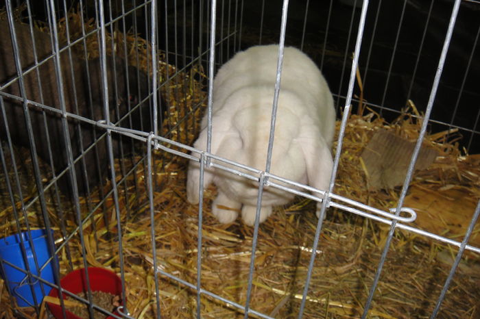 DSC01963 - Expo Beius 25-28 Februarie 2016