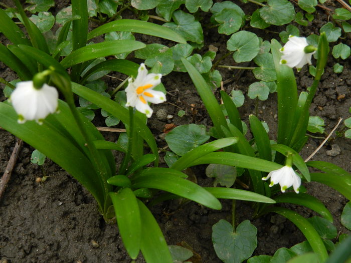 DSCN9655 Leucojum aestivum - 2016_FEBRUARIE 2