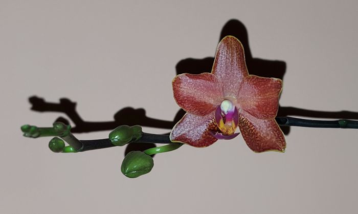  - Phalaenopsis 1