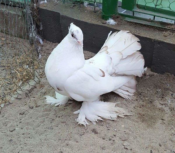 masc.2015Dnu.Blăguta Florin Loc.Pitesti jud Argeş