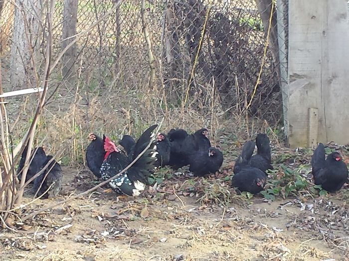 femele pe negru si cocos pestrit - gaini chabo