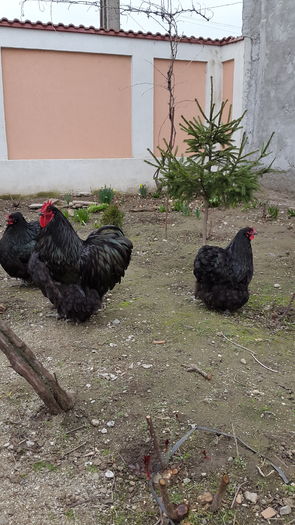 20160228_153107 - 2016 - Orpington negru
