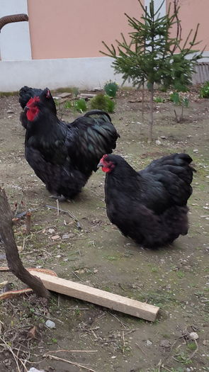 20160228_153029 - 2016 - Orpington negru