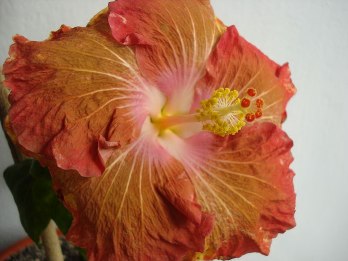 DSC04684 - Hibiscus Little Special