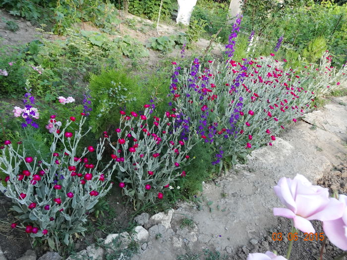 flori rosii-grena, frunze cenusii? - Lychnis Coronaria