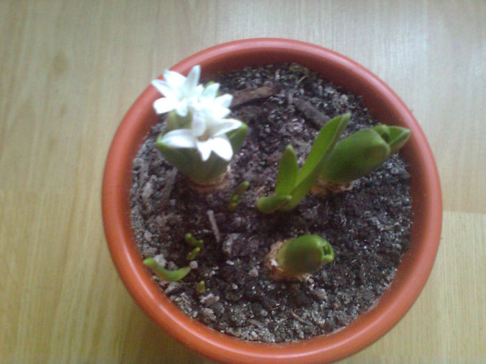  - Florile primaveri -2015 -2016 - 2017