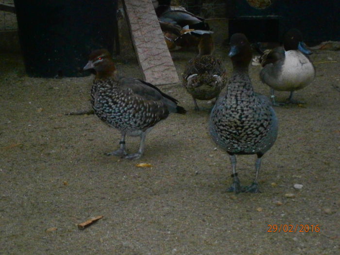 CAM GRASUTA TIPA :); URMEAZA CEVA OUASOARE :) :)
