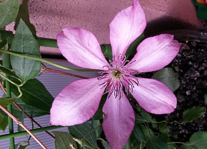 Clematis - de-ale balconului