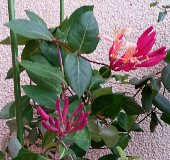 Lonicera Heckrotii - de-ale balconului