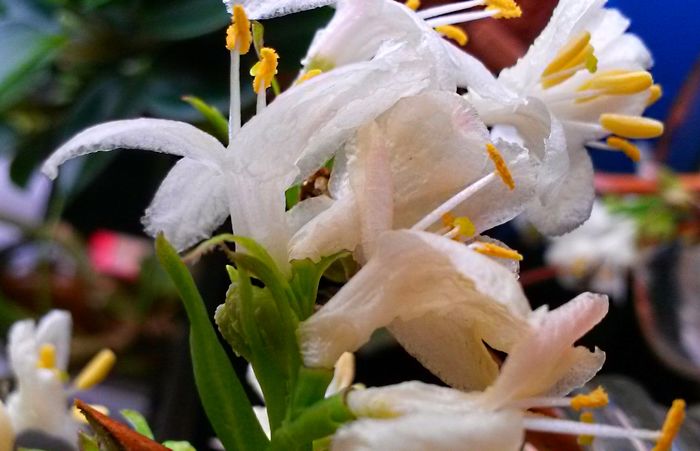 Lonicera  purpusii 'Winter Beauty'