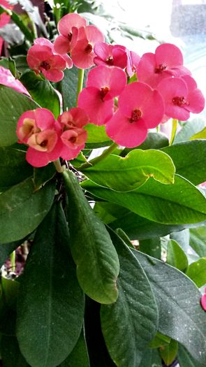 Euphorbia milii - de-ale balconului