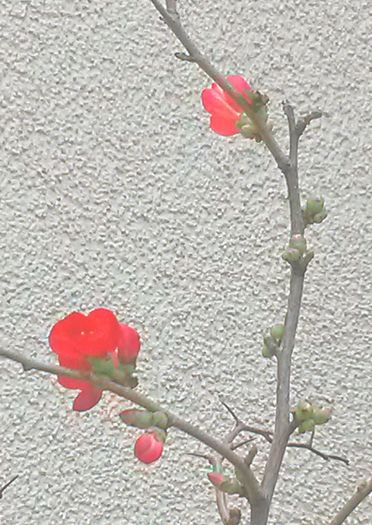 Chaenomeles speciosa 'Rubra' - Gutui japonez - de-ale balconului