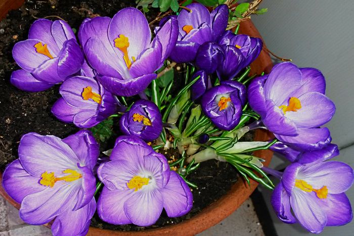 Branduse (Crocus) - de-ale balconului