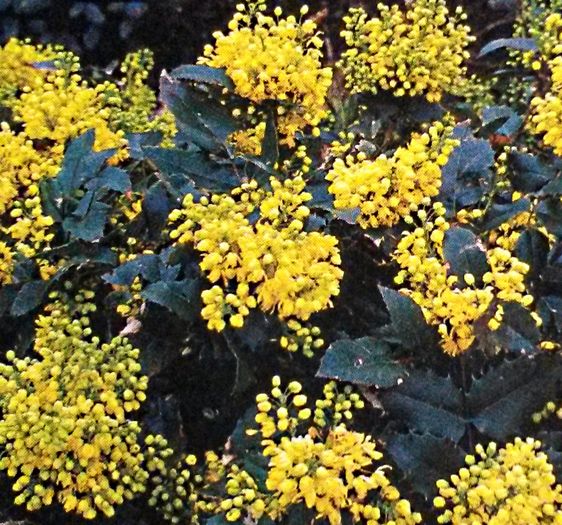 Mahonia aquifolium - de-ale balconului