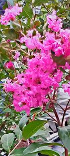 Lagerstroemia indica - de-ale balconului